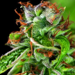 Double OG Haze - Pyramid Seeds American Strains - feminizovaná semena