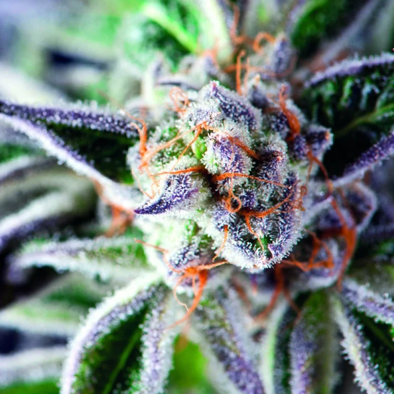 Do-Si-Dos - Pyramid Seeds American Strains - feminizovaná semena