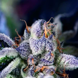 Cookies USA - Pyramid Seeds American Strains - feminizovaná semena