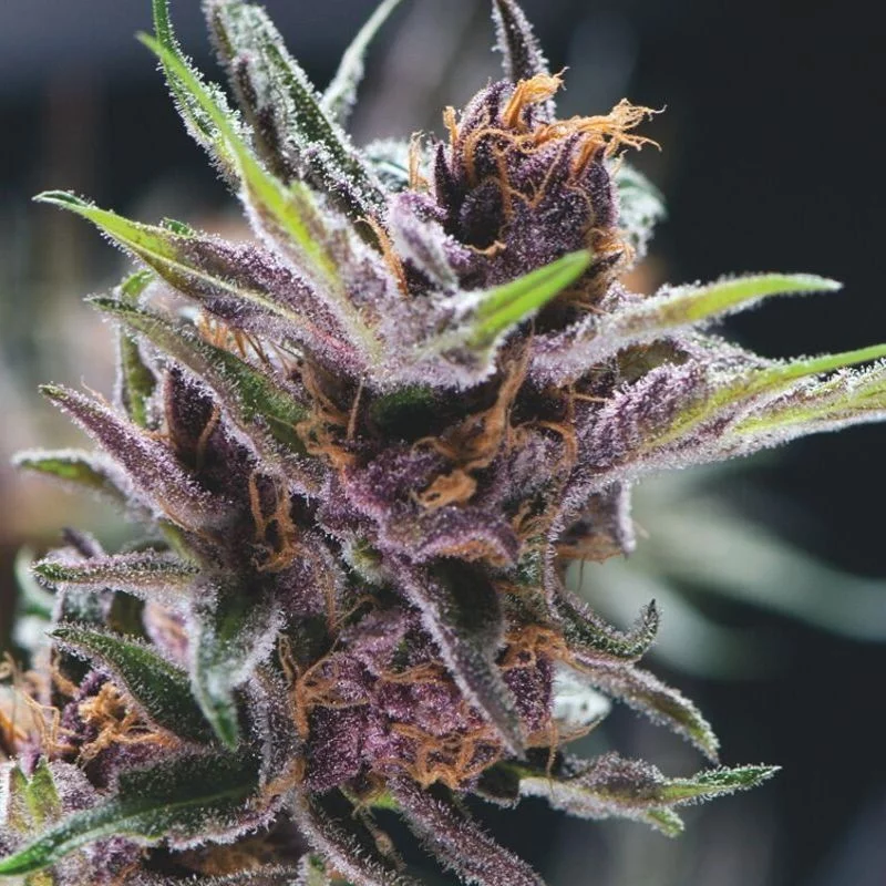 Black Cherry Punch - Pyramid Seeds American Strains - feminizovaná semena
