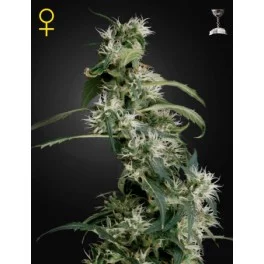 Arjan’s Ultra Haze 2 - Green House Seeds - feminizovaná semena 