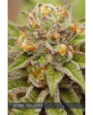 Pure Gelato - Vision Seeds - feminizovaná semena