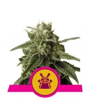 Shogun - Royal Queen Seeds - feminizovaná semena