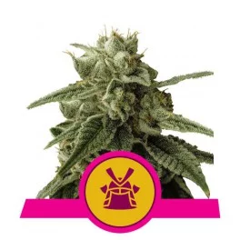 Shogun - Royal Queen Seeds - feminizovaná semena