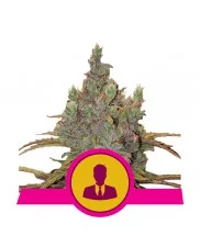 El Patron - Royal Queen Seeds - feminizovaná semena