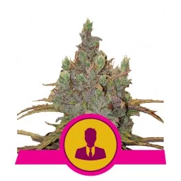 El Patron - Royal Queen Seeds - feminizovaná semena