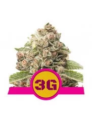 Triple G - Royal Queen Seeds - feminizovaná semena