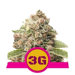 Triple G - Royal Queen Seeds - feminizovaná semena