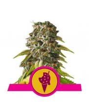 Cookies Gelato - Royal Queen Seeds - feminizovaná semena