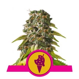 Cookies Gelato - Royal Queen Seeds - feminizovaná semena