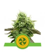 Sweet ZZ Automatic - Royal Queen Seeds - autoflowering