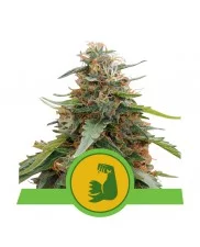 Hulkberry Automatic - Royal Queen Seeds - autoflowering