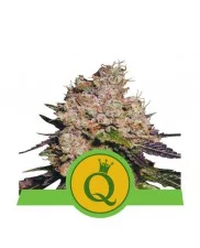 Purple Queen Automatic - Royal Queen Seeds - autoflowering