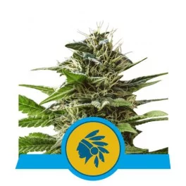 Tatanka Pure CBD - Royal Queen Seeds - Feminizovaná medical