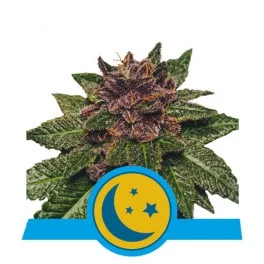 Purplematic CBD - Royal Queen Seeds - medical autoflowering