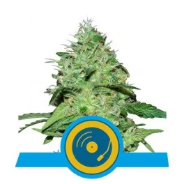 Joanne's CBD - Royal Queen Seeds - Feminizovaná medical