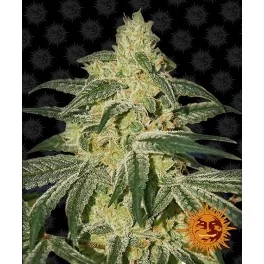 Afghan Hash Plant - Barney´s Farm - regular - 10 ks