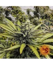 Afghan Hash Plant - Barney´s Farm - regular - 10 ks