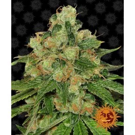 CBD Caramel - Barney´s Farm - regular - 10ks