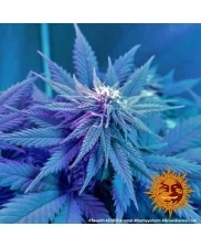 CBD Caramel - Barney´s Farm - regular - 10ks