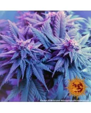 CBD Caramel - Barney´s Farm - regular - 10ks