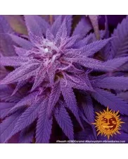 CBD Caramel - Barney´s Farm - regular - 10ks