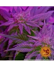 CBD Caramel - Barney´s Farm - regular - 10ks