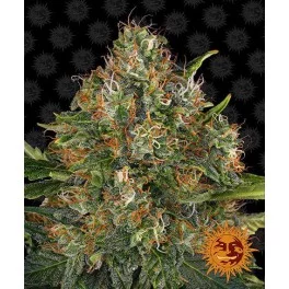 G13 Haze - Barney´s Farm - regular - 10 ks