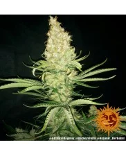 G13 Haze - Barney´s Farm - regular - 10 ks