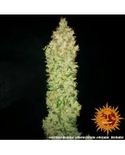 G13 Haze - Barney´s Farm - regular - 10 ks