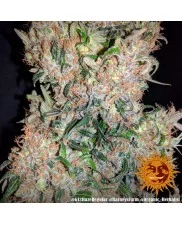 G13 Haze - Barney´s Farm - regular - 10 ks