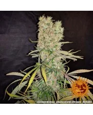 G13 Haze - Barney´s Farm - regular - 10 ks