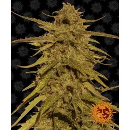 Pineapple Haze - Barney´s Farm - regular - 10 ks