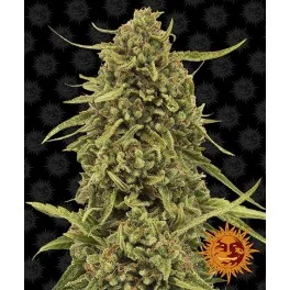 Widow Remedy - Barney´s Farm - regular - 10 ks