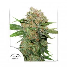 Night Queen ® - Dutch Passion- feminizovaná semena
