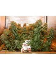 Night Queen ® - Dutch Passion- feminizovaná semena