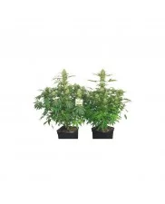 Night Queen ® - Dutch Passion- feminizovaná semena