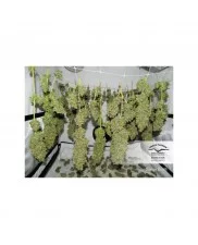 Orange Bud ® - Dutch Passion -  feminizovaná semena