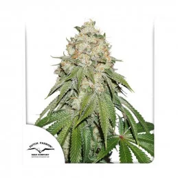 Banana Blaze® - Dutch Passion - feminizovaná semena