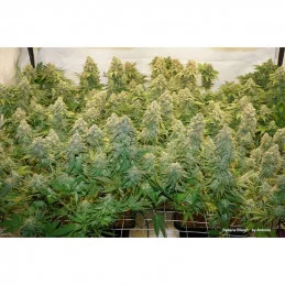 Banana Blaze® - Dutch Passion - feminizovaná semena