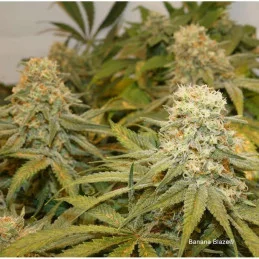 Banana Blaze® - Dutch Passion - feminizovaná semena