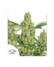 Power Plant  ® - Dutch Passion -  feminizovaná semena