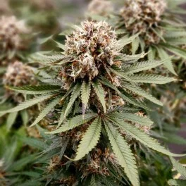 Power Plant  ® - Dutch Passion -  feminizovaná semena
