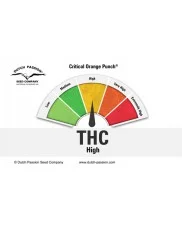 Critical Orange Punch ® - Dutch Passion - feminizovaná semena