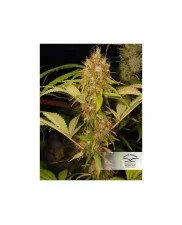 Mazar ® - Dutch Passion - feminizovaná semena