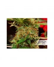 Mazar ® - Dutch Passion - feminizovaná semena
