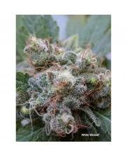 White Widow - Dutch Passion -  feminizovaná semena