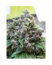 White Widow - Dutch Passion -  feminizovaná semena
