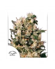 Euforia ® - Dutch Passion - feminizovaná semena