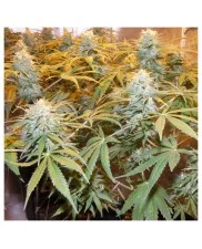Euforia ® - Dutch Passion - feminizovaná semena